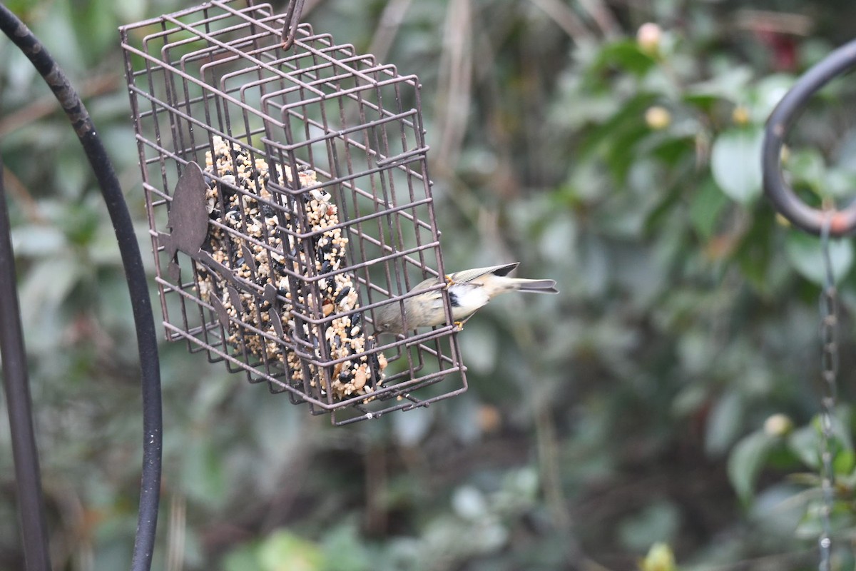 Ruby-crowned Kinglet - ML646672969