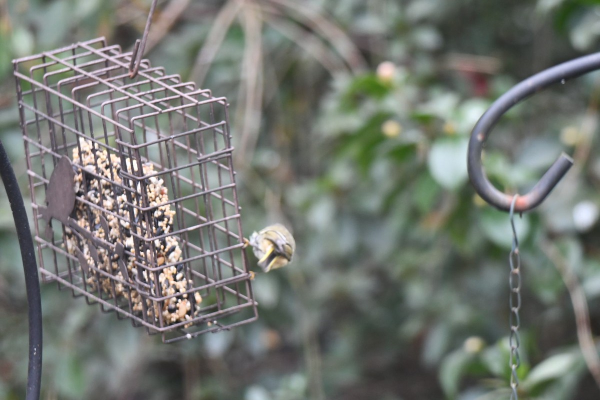 Ruby-crowned Kinglet - ML646672970