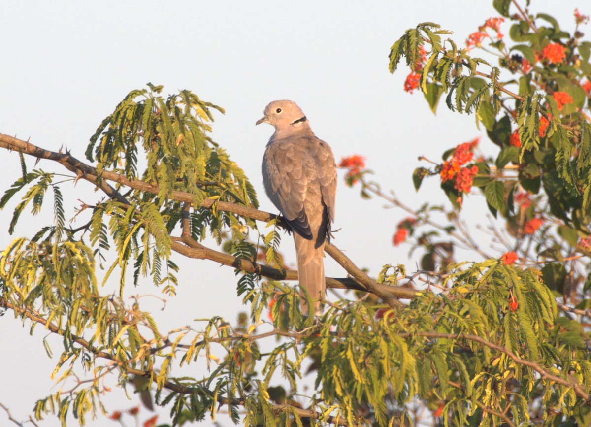Eurasian Collared-Dove - ML646672971