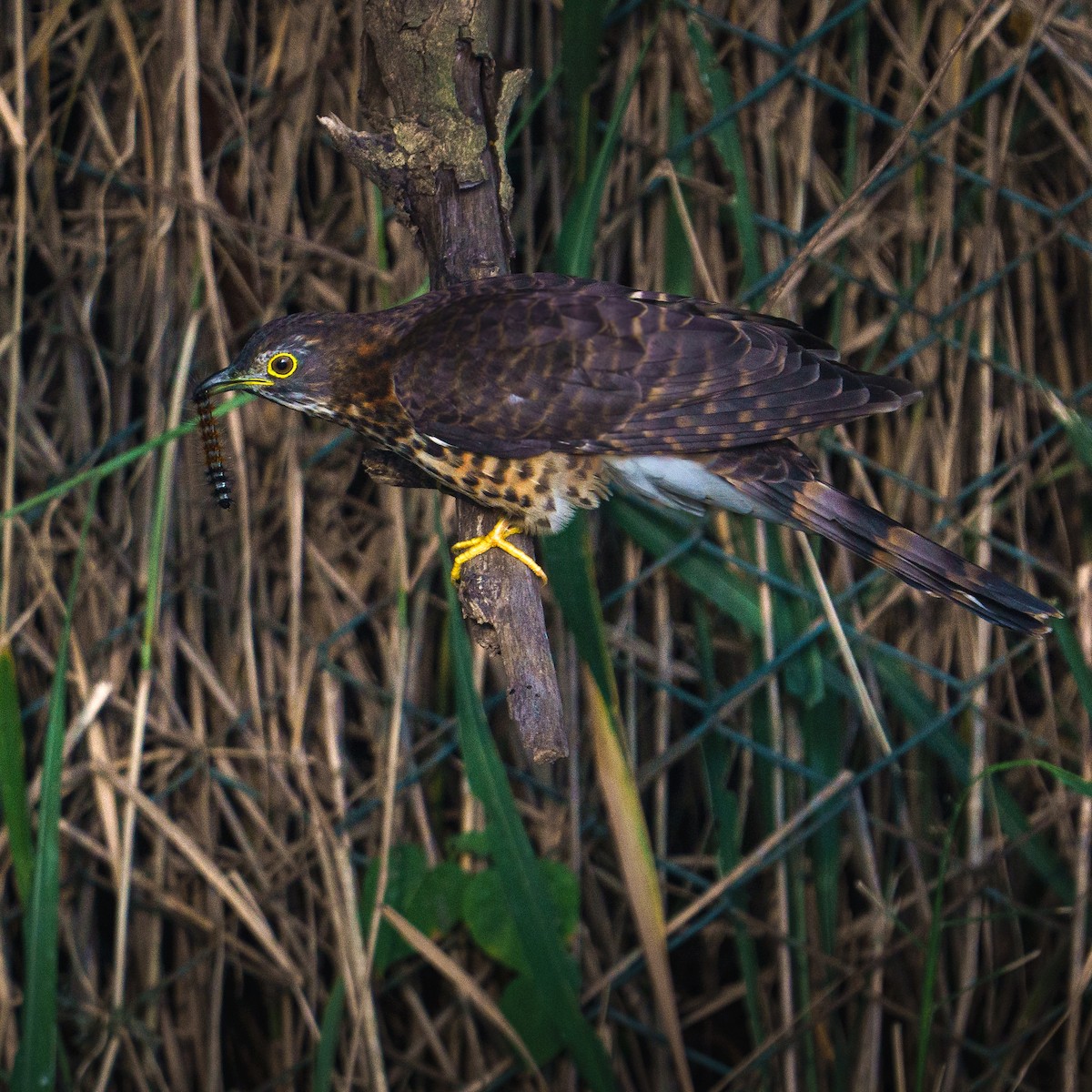Large Hawk-Cuckoo - ML646672973