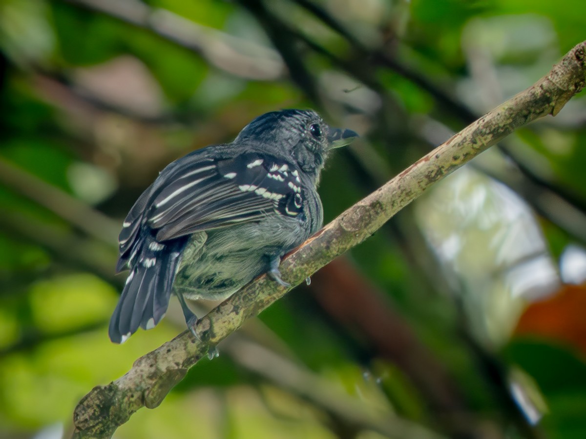 Black-crowned Antshrike - ML646672974