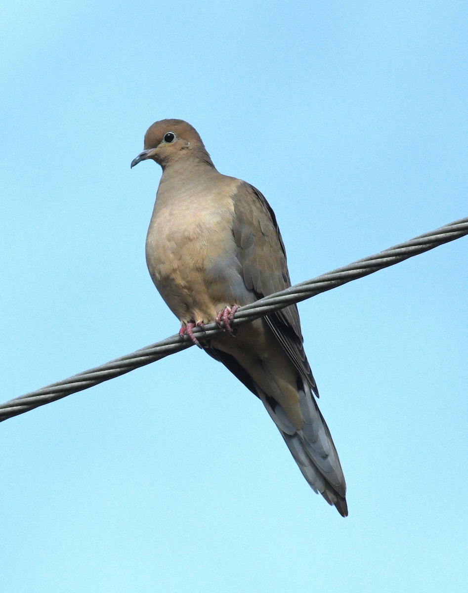 Uzun Kuyruklu Kumru - ML646672977