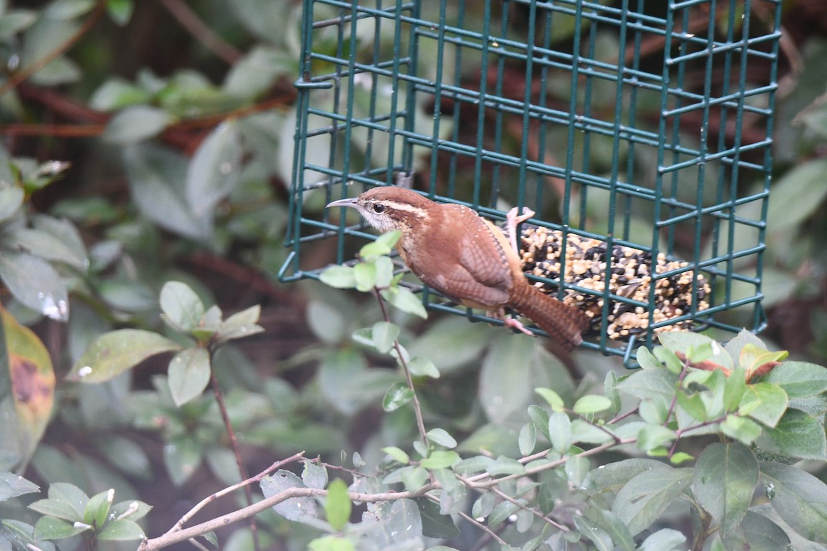 Carolina Wren - ML646672981