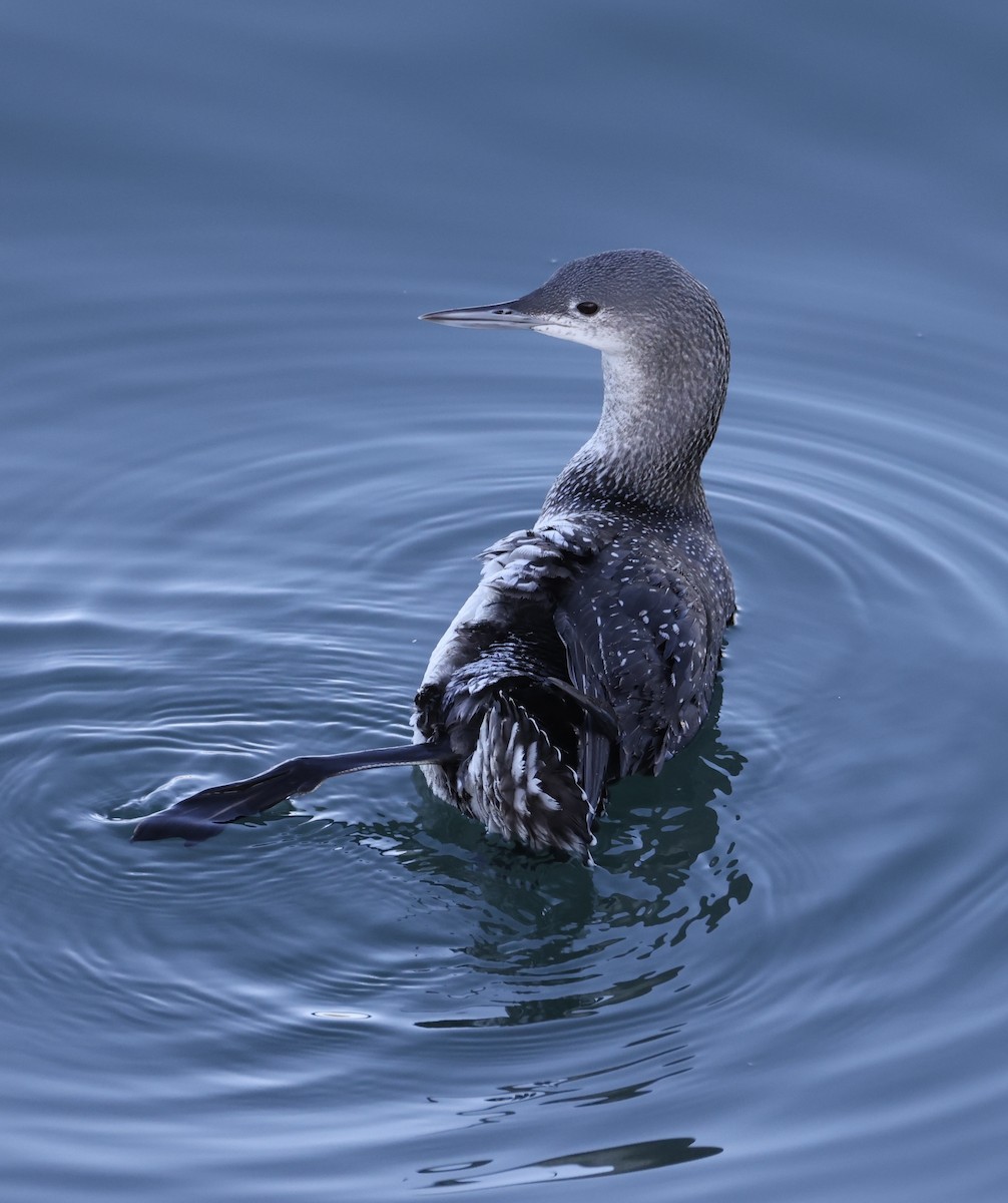 Red-throated Loon - ML646672982