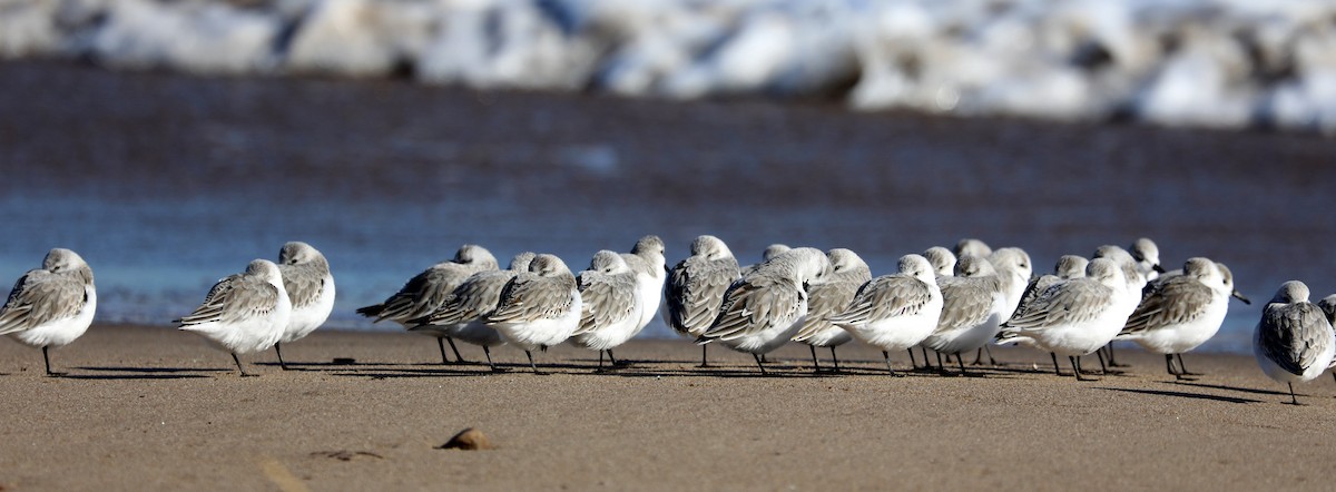 Sanderling - ML646672983