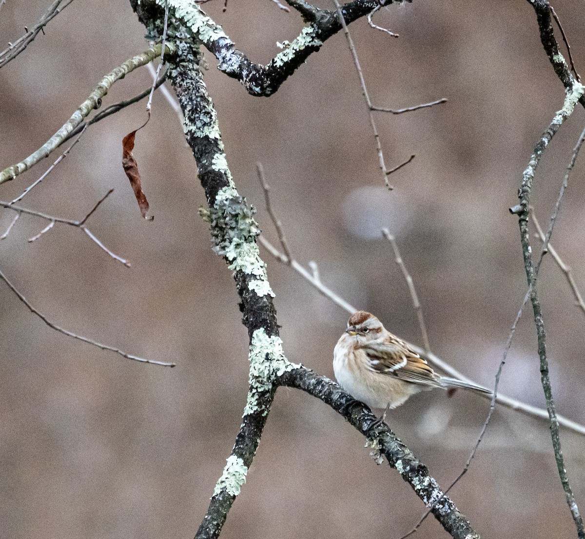 Bruant hudsonien - ML646672984