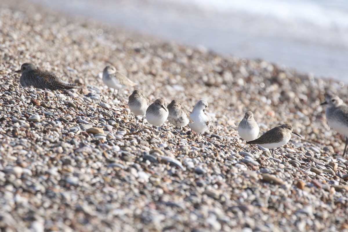Dunlin - ML646672985