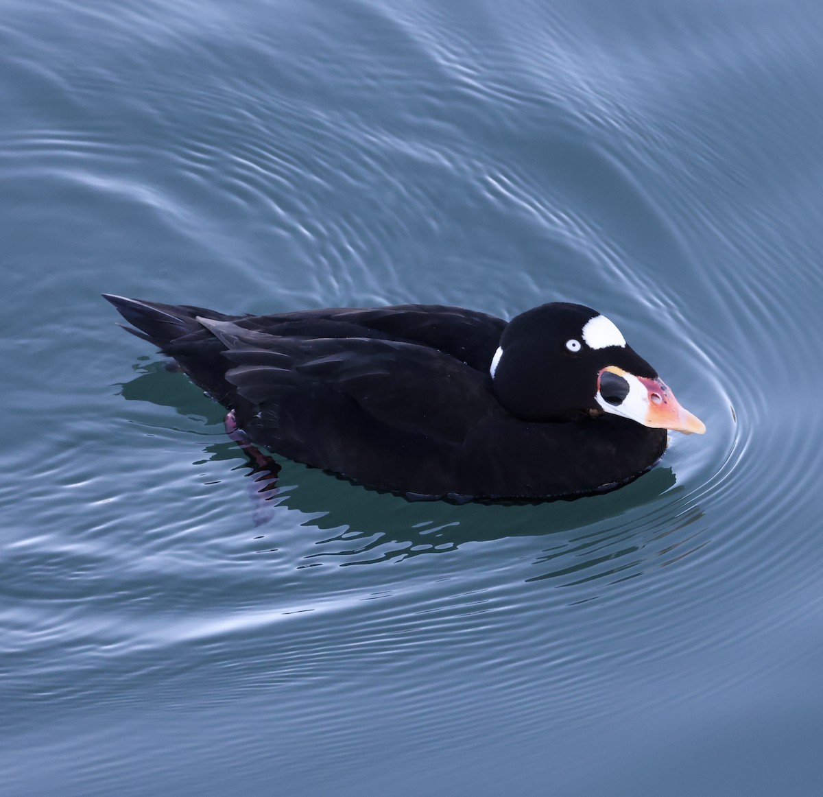 Surf Scoter - ML646672988