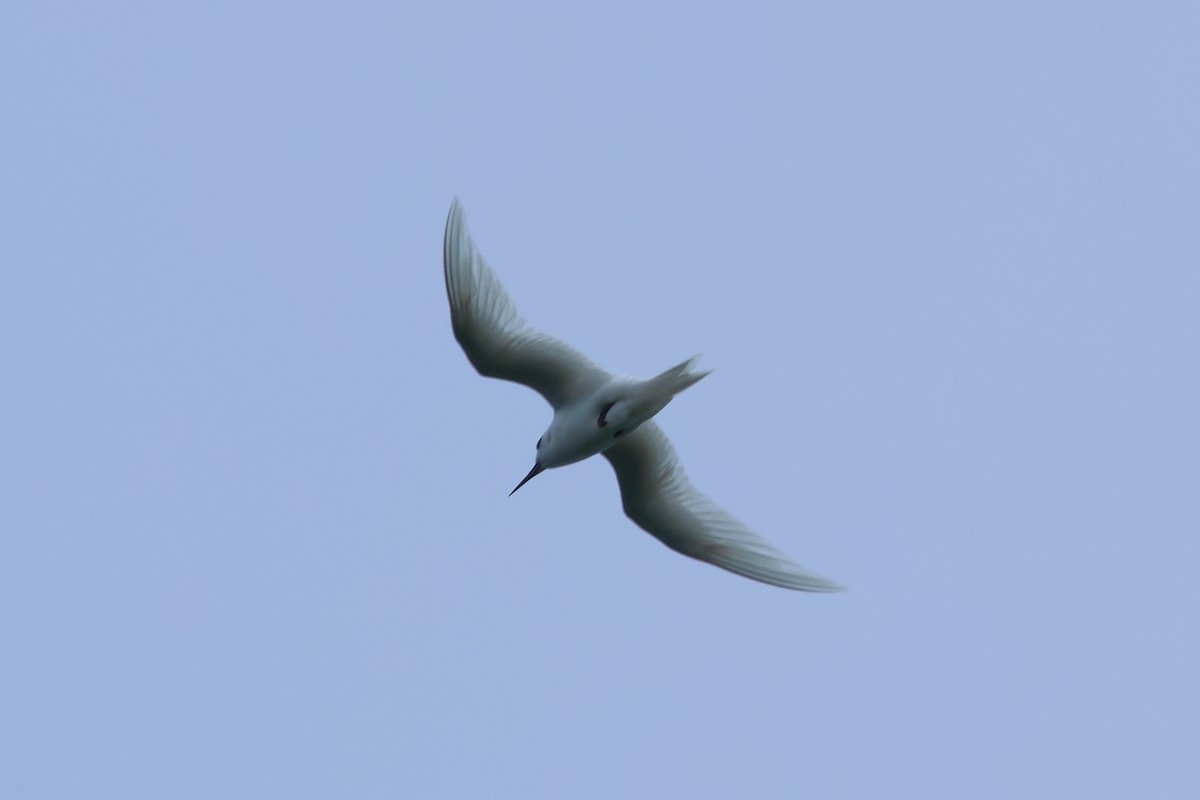 Blue-billed White-Tern - ML646672991