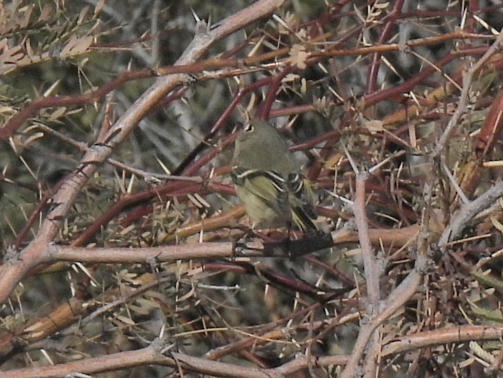 Ruby-crowned Kinglet - ML646672999