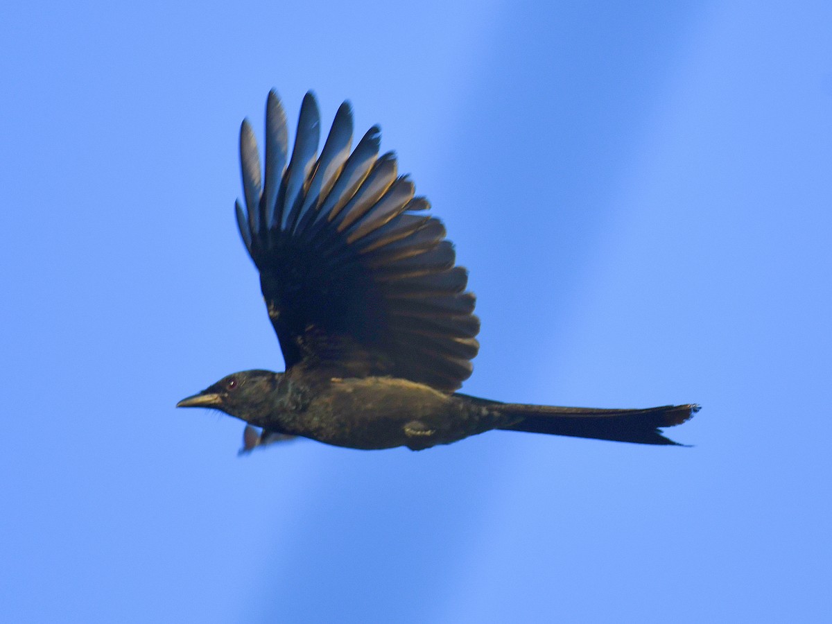 Black Drongo - ML646673001