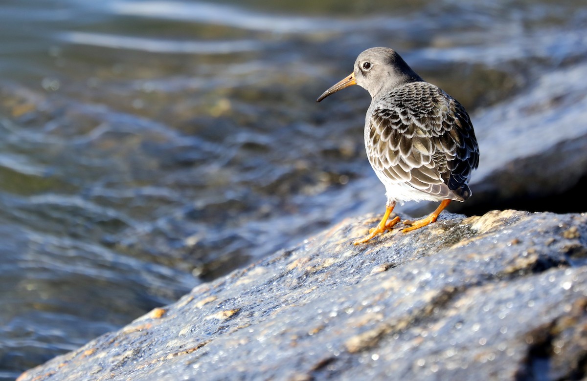 Purple Sandpiper - ML646673002