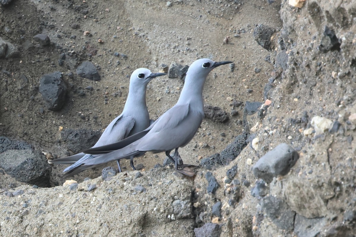 Blue-gray Noddy - ML646673009