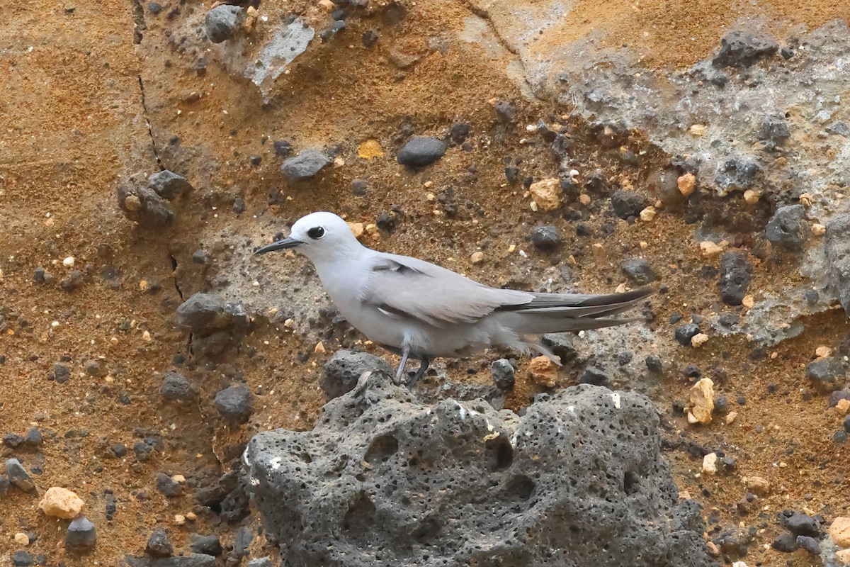 Blue-gray Noddy - ML646673010