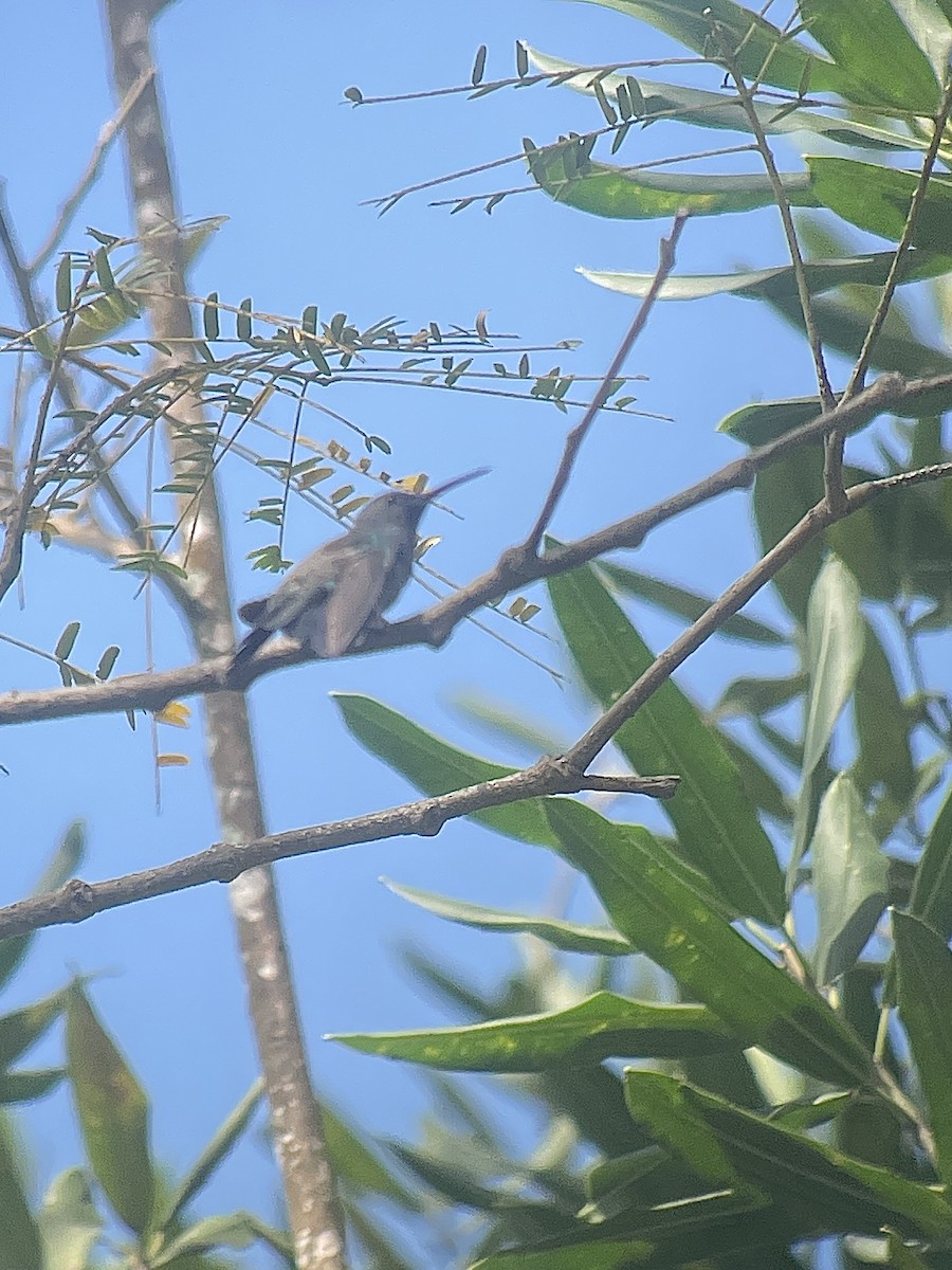 Sapphire-throated Hummingbird - ML646673013