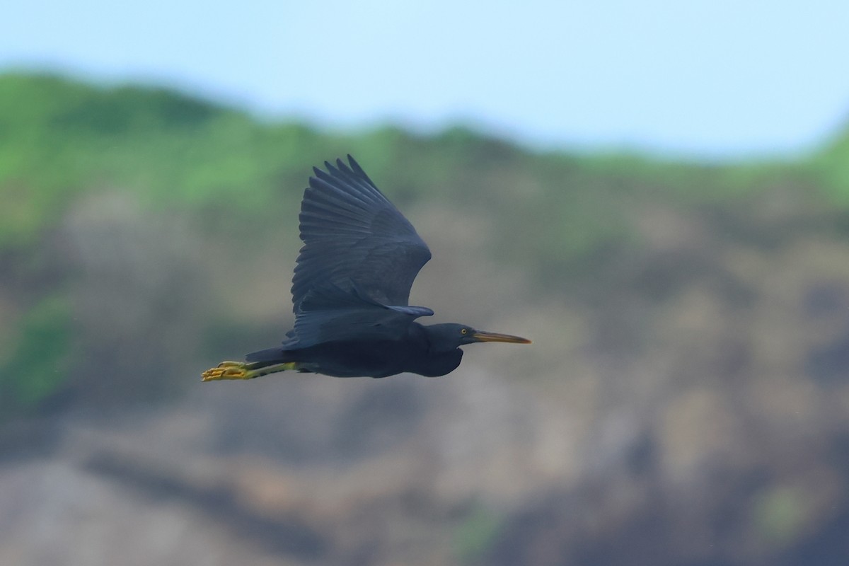 Pacific Reef-Heron - ML646673016