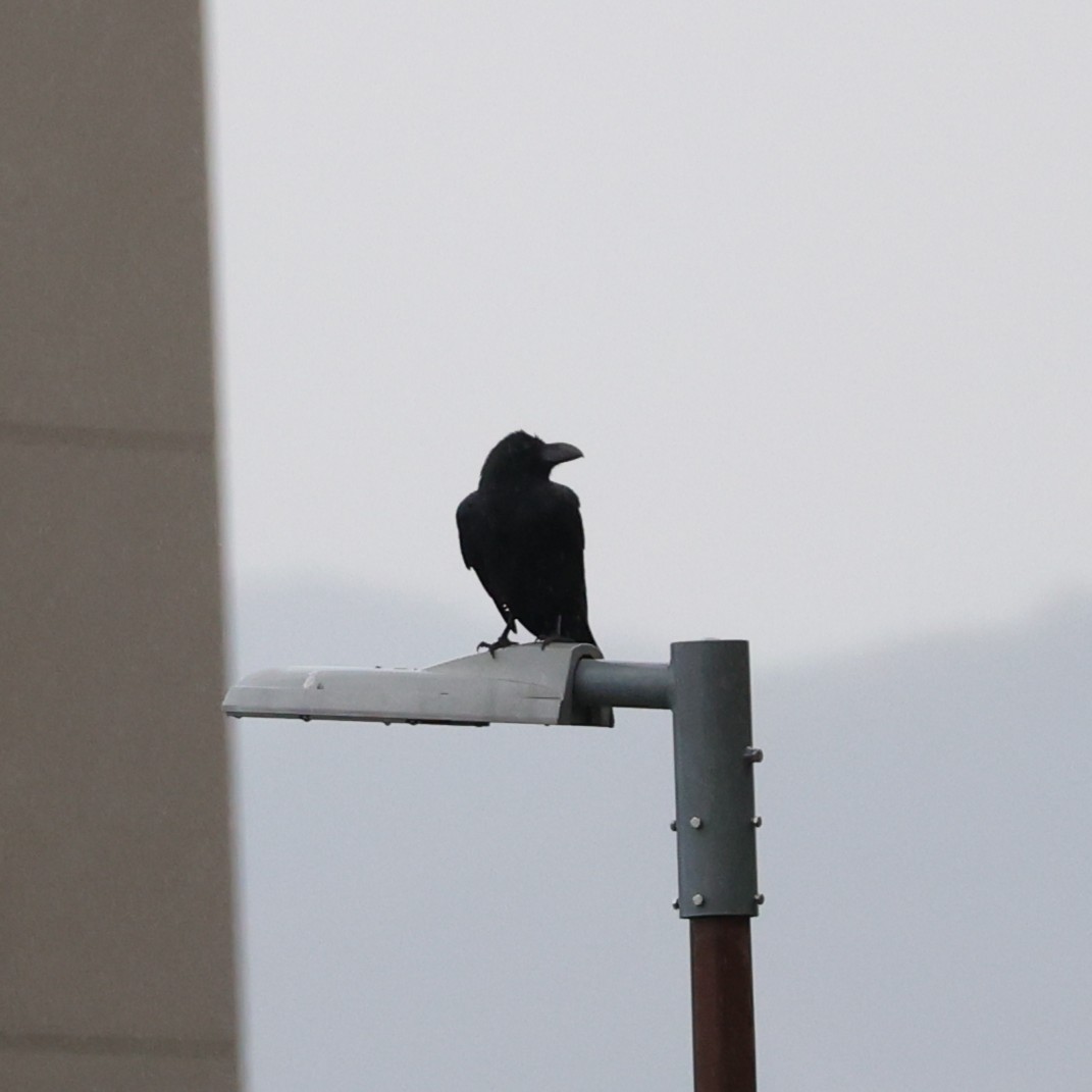 Dschungelkrähe - ML646673017