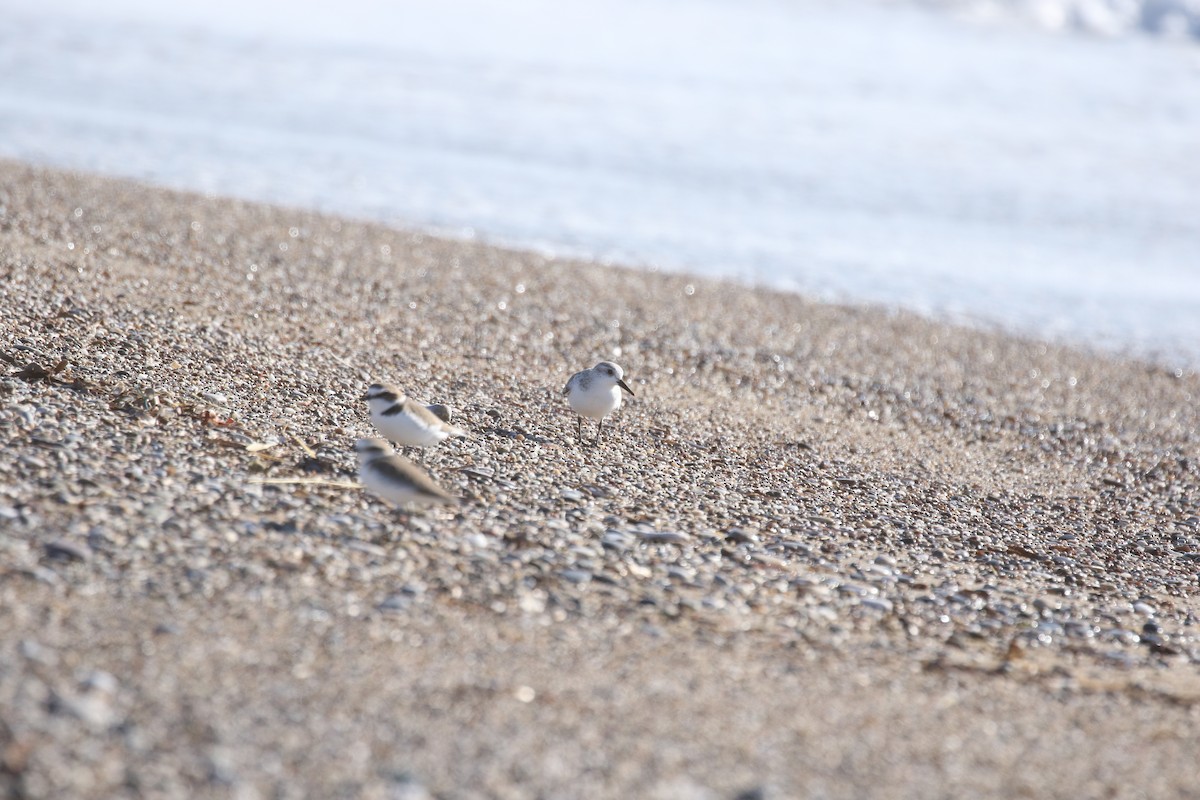 Sanderling - ML646673025