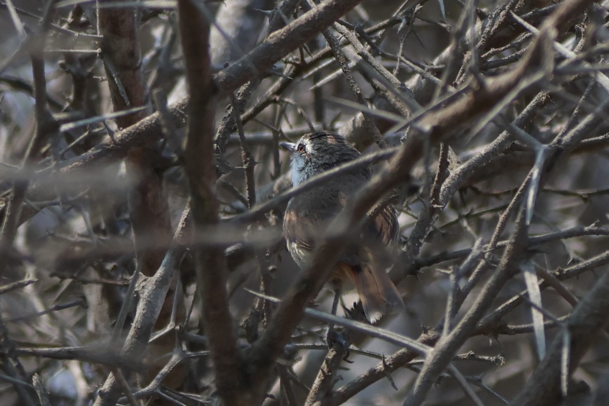 Necklaced Spinetail (La Libertad) - ML646673027