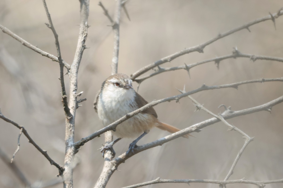 Necklaced Spinetail (La Libertad) - ML646673028