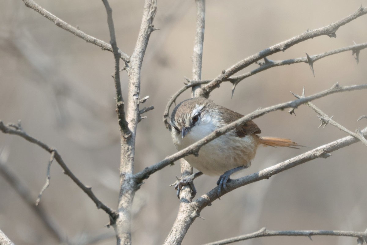 Necklaced Spinetail (La Libertad) - ML646673029