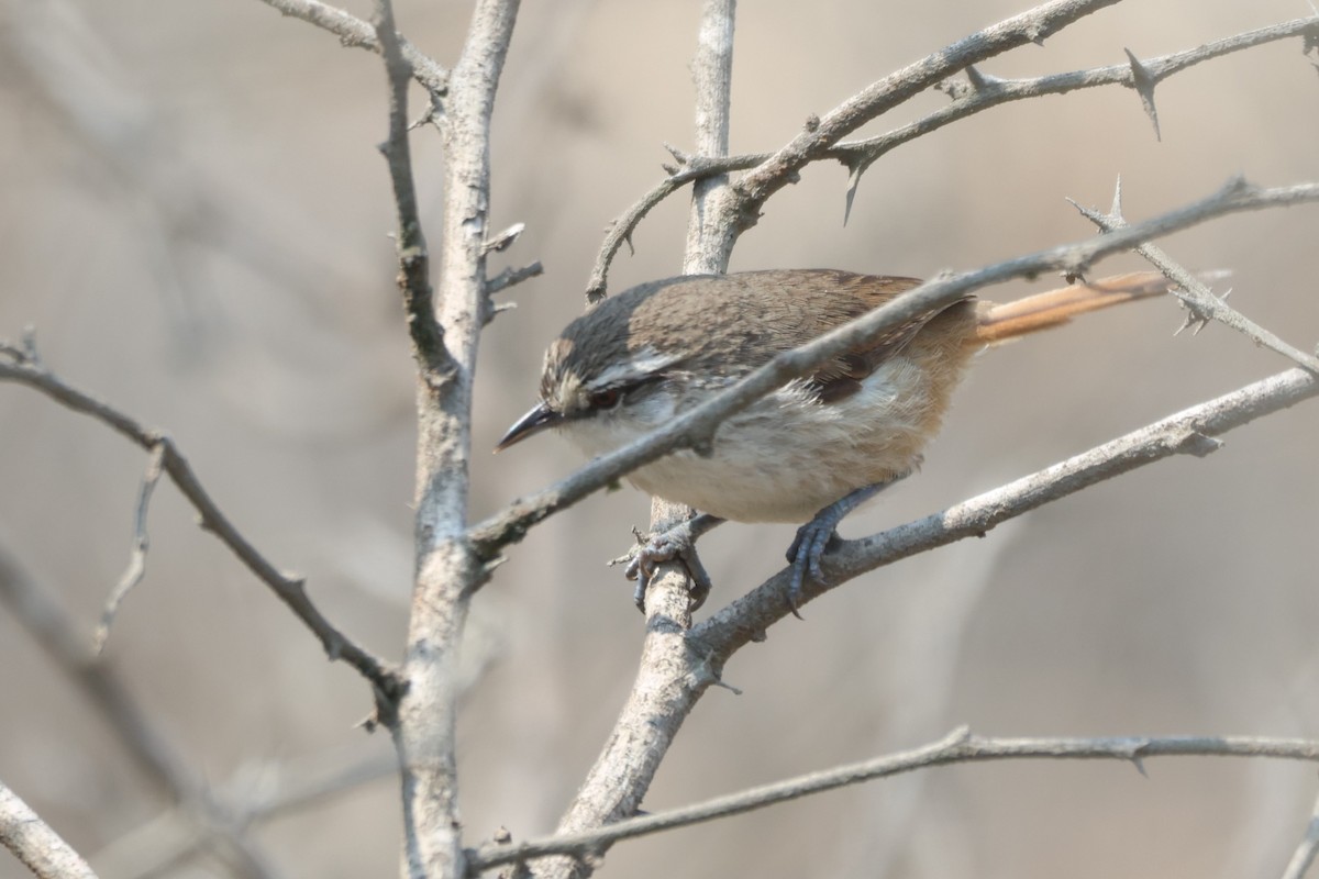 Necklaced Spinetail (La Libertad) - ML646673030