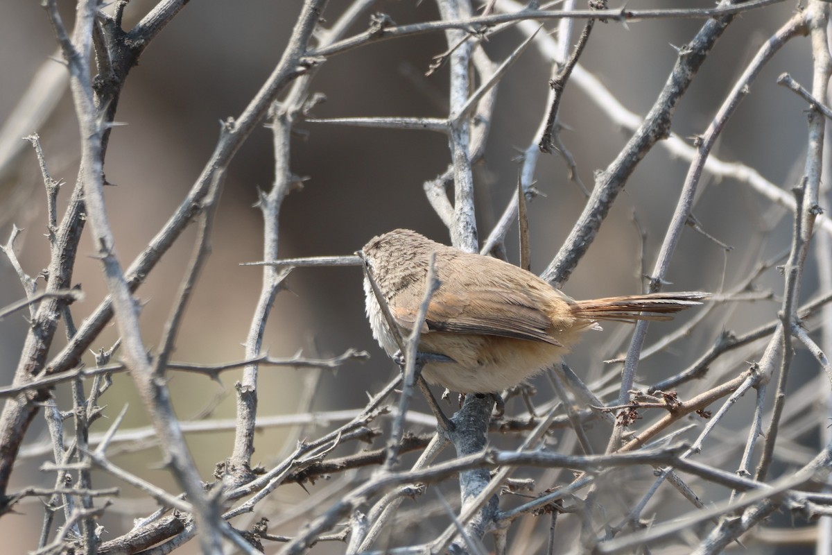 Necklaced Spinetail (La Libertad) - ML646673031