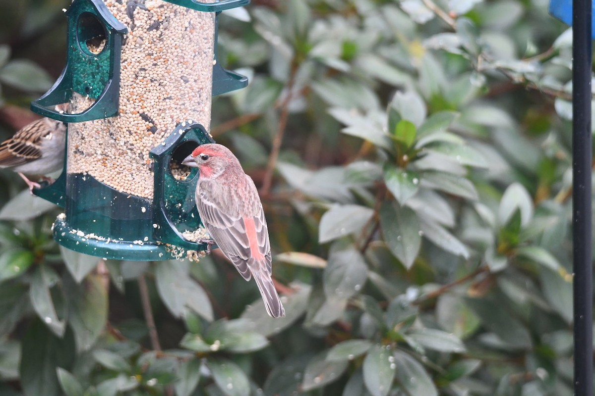 House Finch - ML646673039