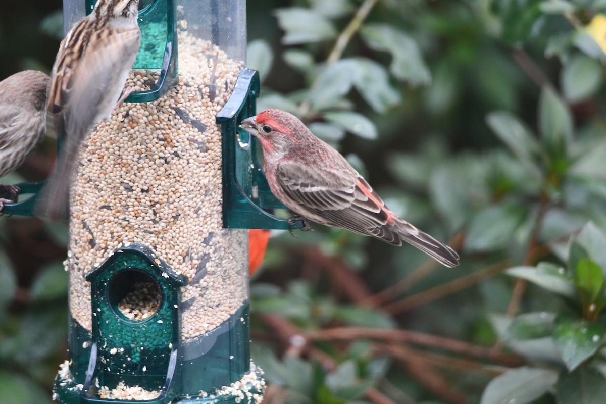 House Finch - ML646673040