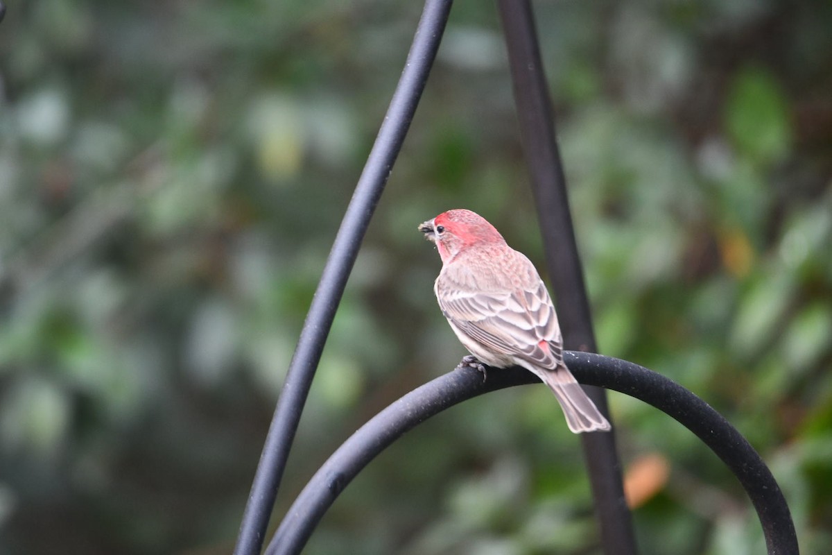 House Finch - ML646673043