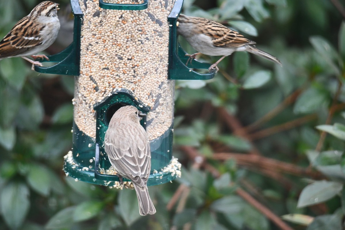 House Finch - ML646673044