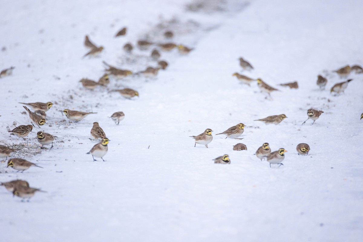 Horned Lark - ML646673045