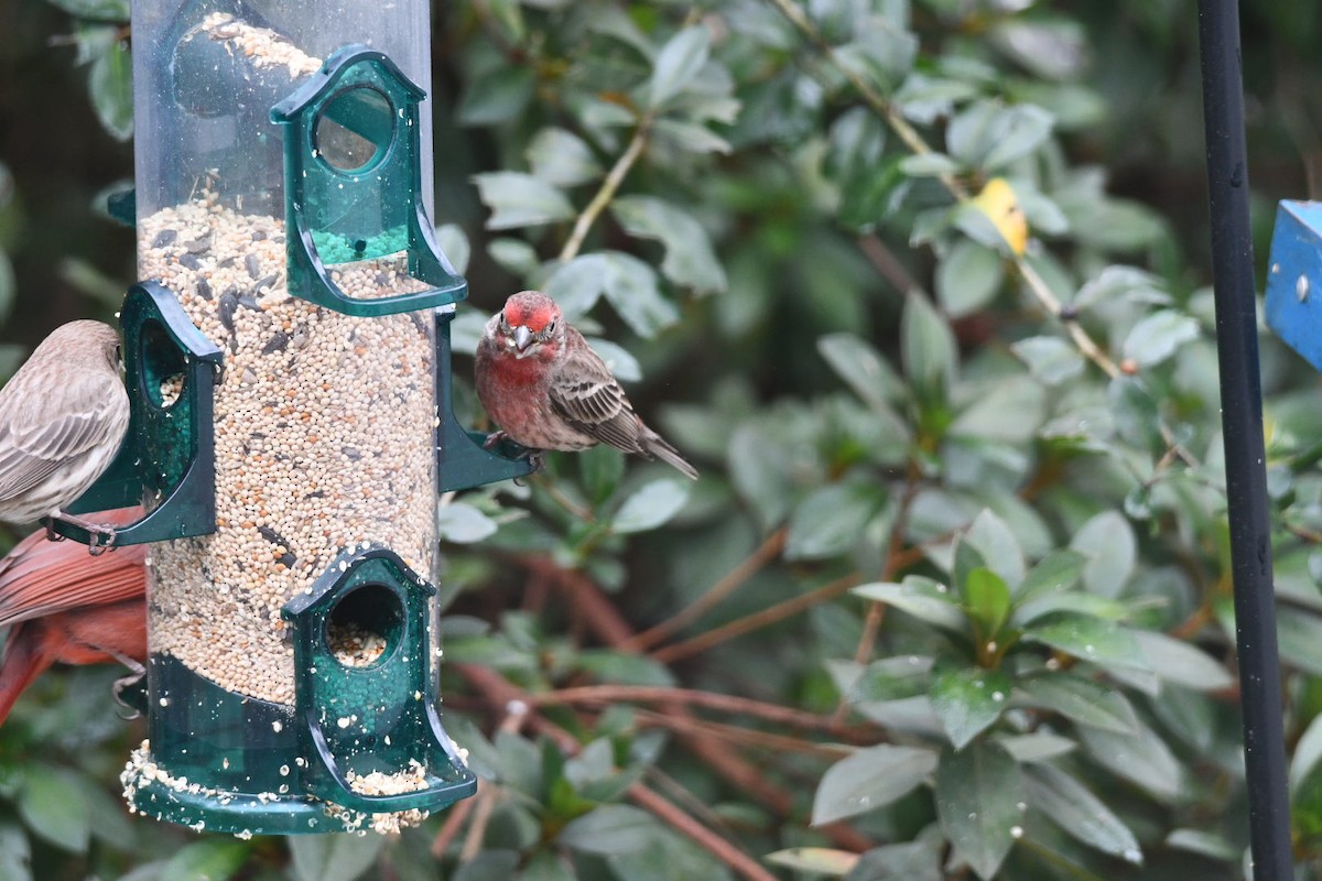 House Finch - ML646673046
