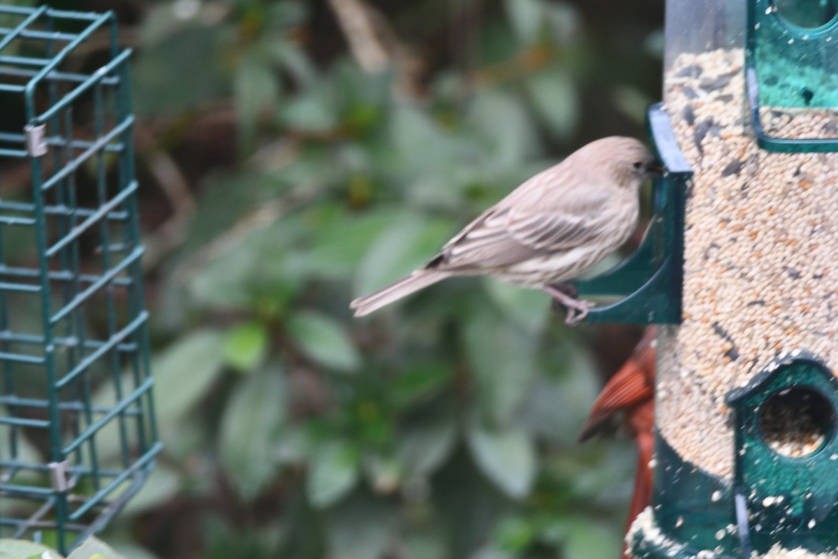 House Finch - ML646673047