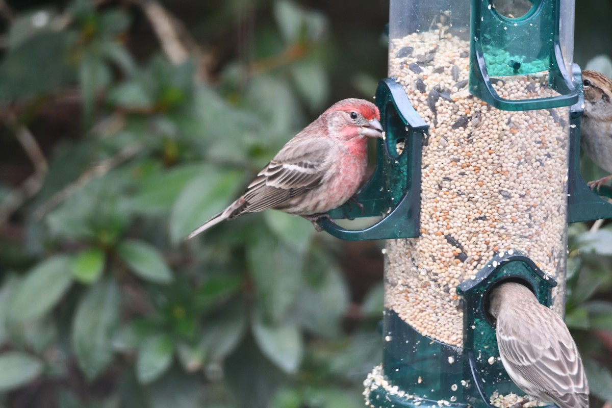 House Finch - ML646673048