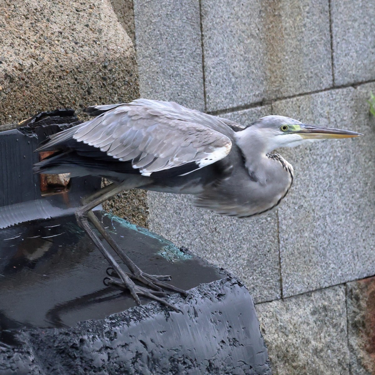 Graureiher - ML646673063