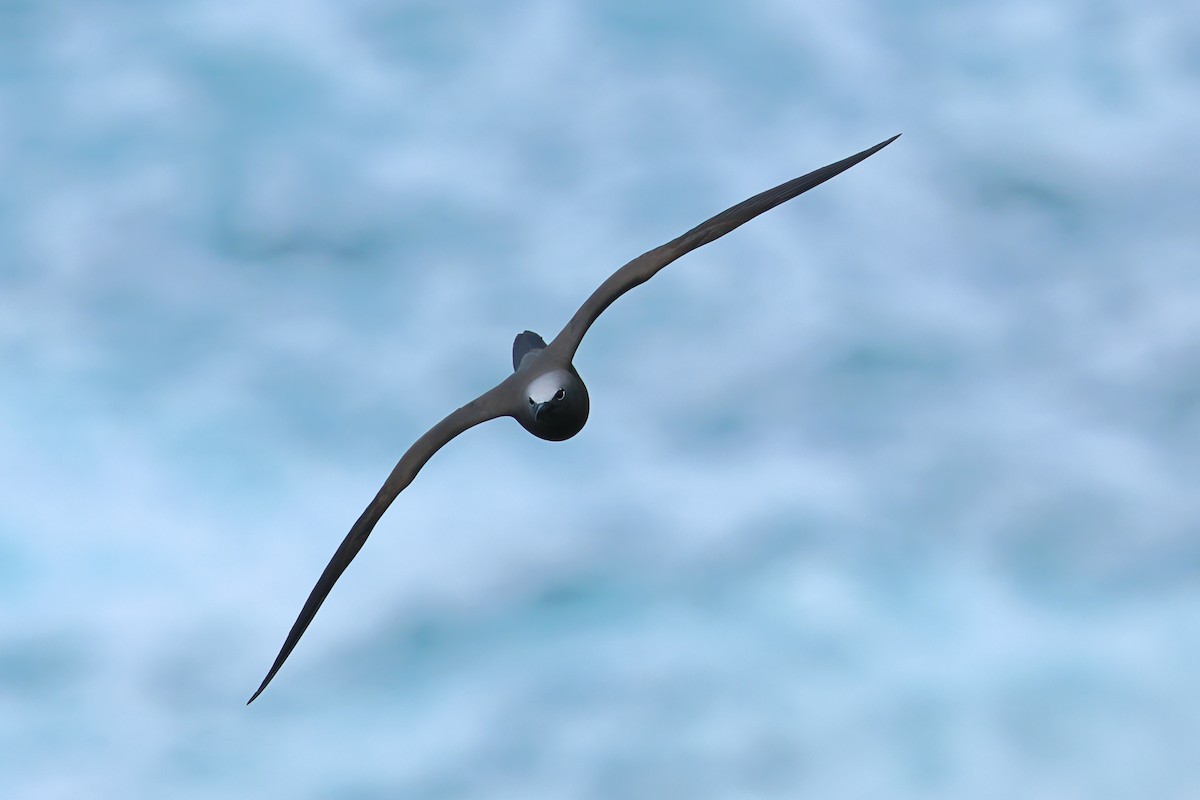 Brown Noddy - ML646673067