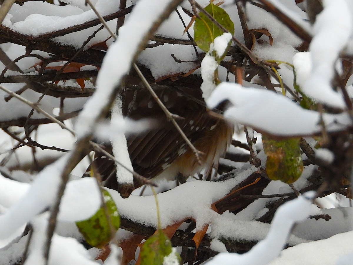 Northern Saw-whet Owl - ML646673070