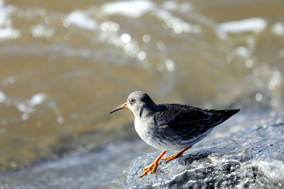 Purple Sandpiper - ML646673072