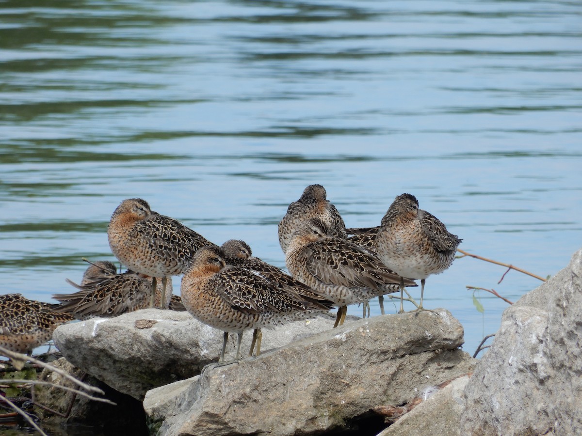 חרטומנית קצרת-מקור - ML646673074