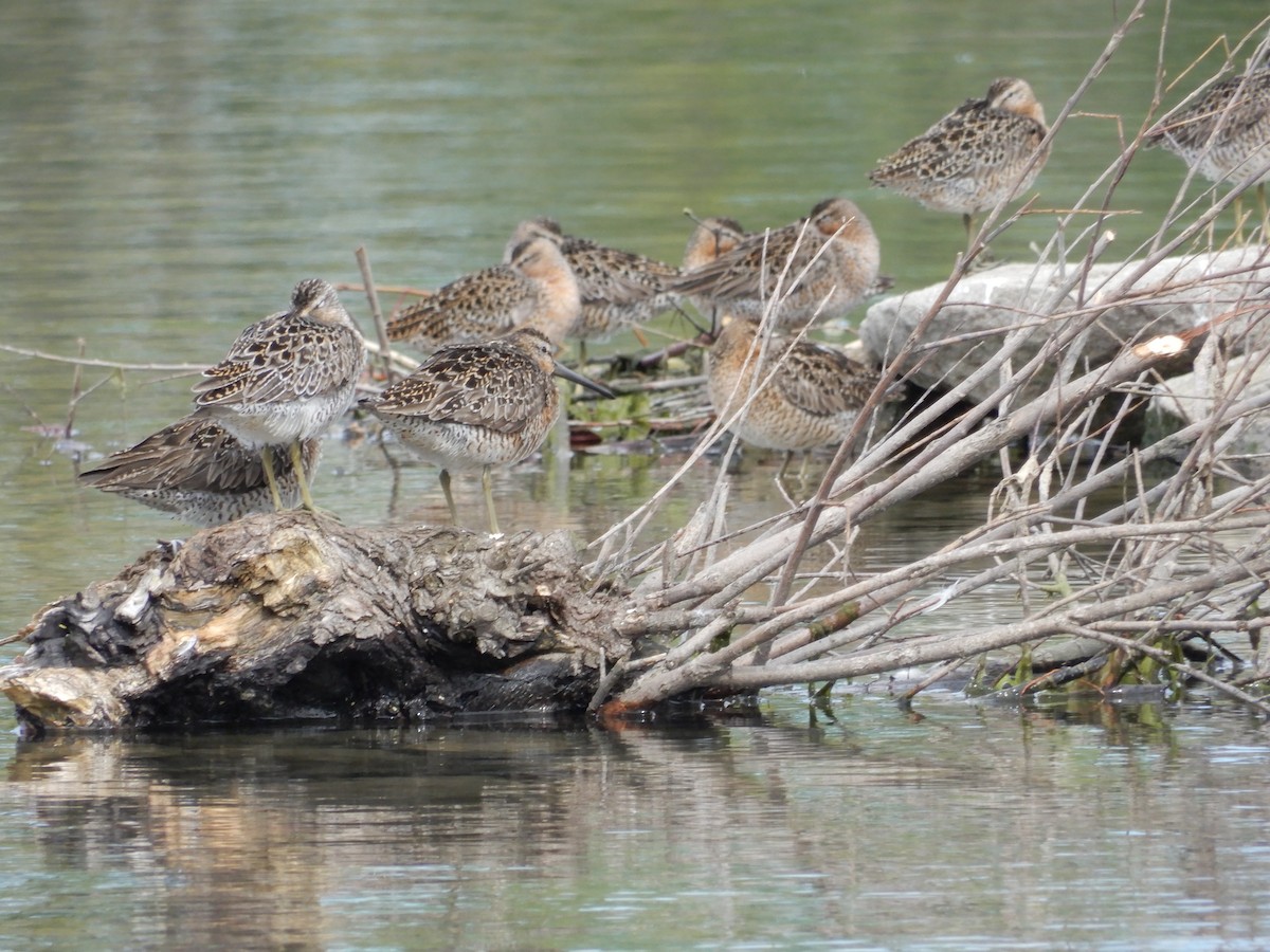 חרטומנית קצרת-מקור - ML646673075