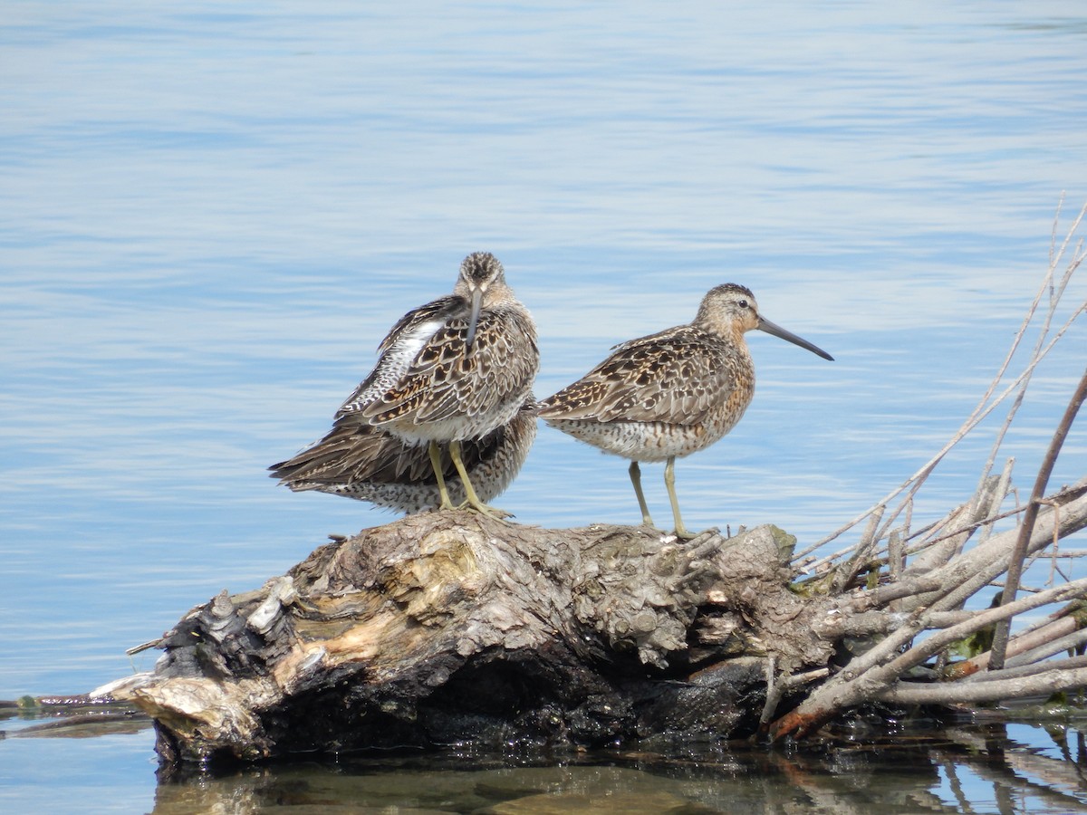 חרטומנית קצרת-מקור - ML646673076