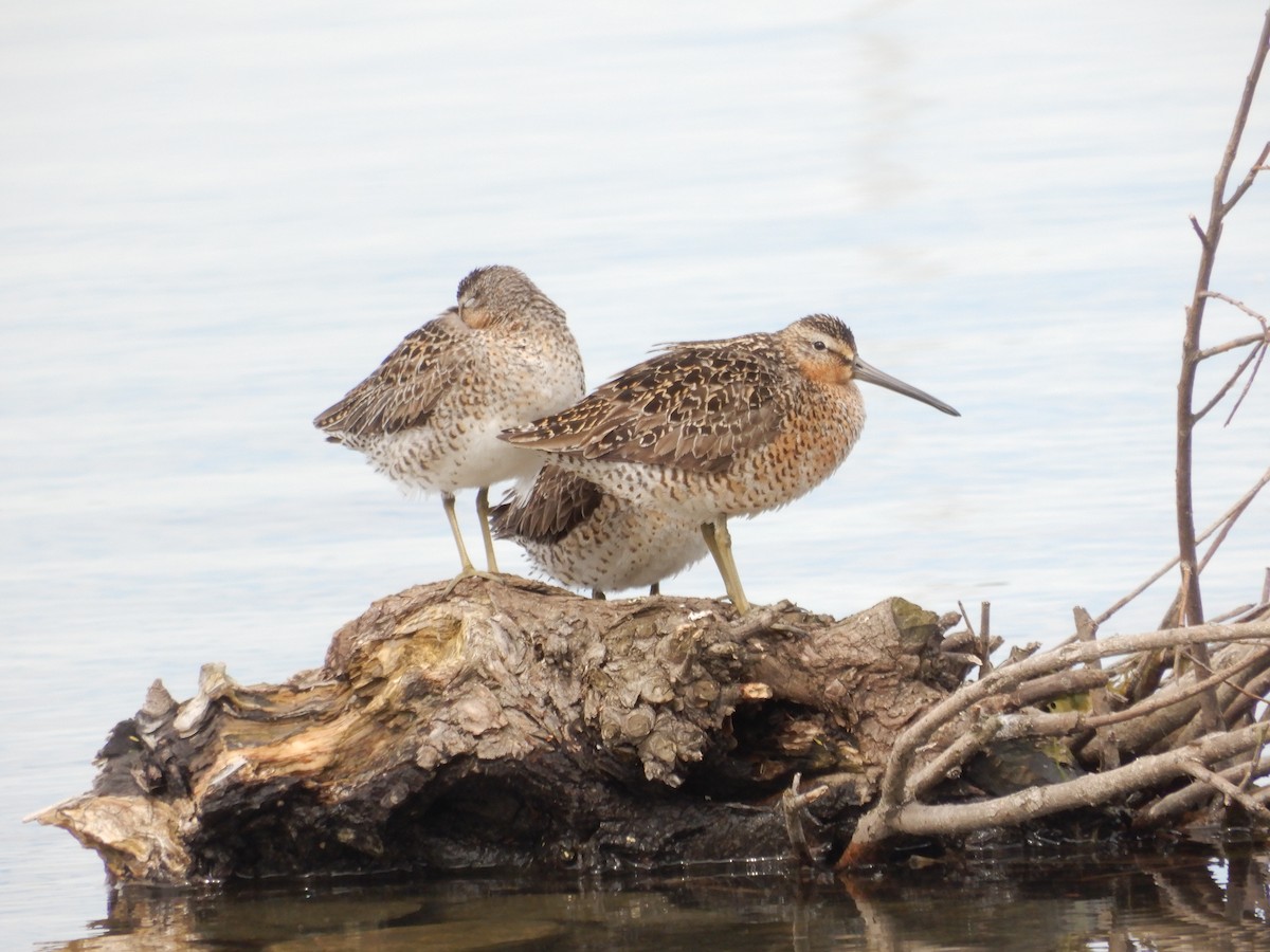 חרטומנית קצרת-מקור - ML646673077