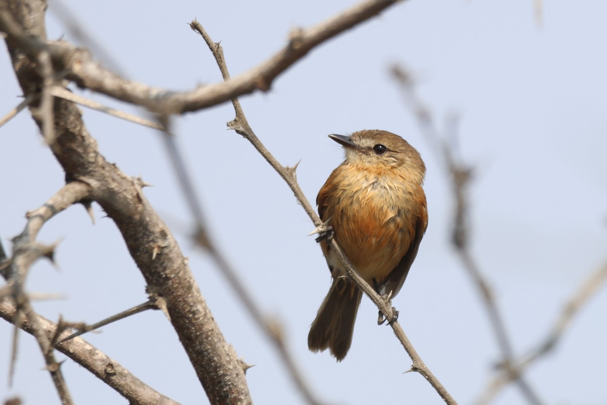 Rufescent Flycatcher - ML646673078
