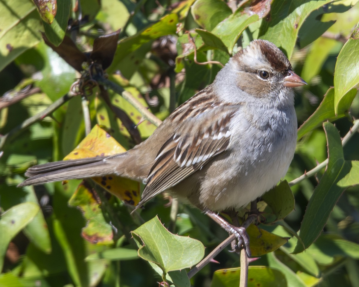 White-crowned Sparrow - ML646673082