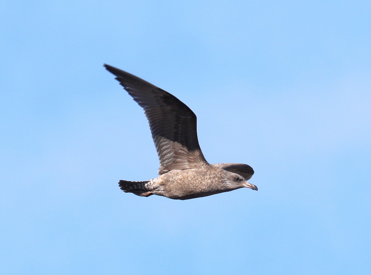 American Herring Gull - ML646673090