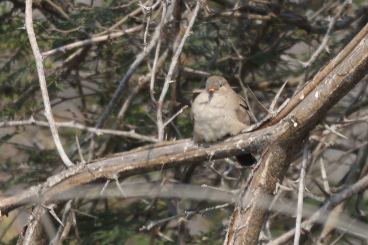 Croaking Ground Dove - ML646673091