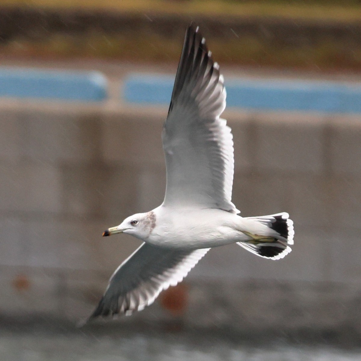 Japanmöwe - ML646673095