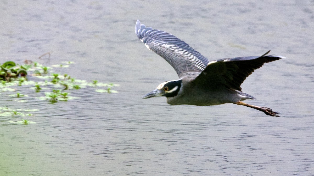 Yellow-crowned Night Heron - ML646673098