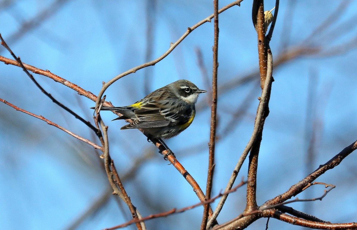 Yellow-rumped Warbler - ML646673105